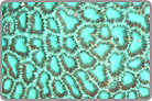 Ultra Green Brain Coral